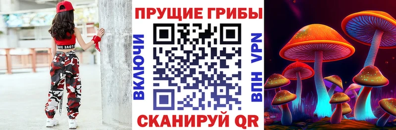 закладки  Ржев  Псилоцибиновые грибы Psilocybine cubensis 